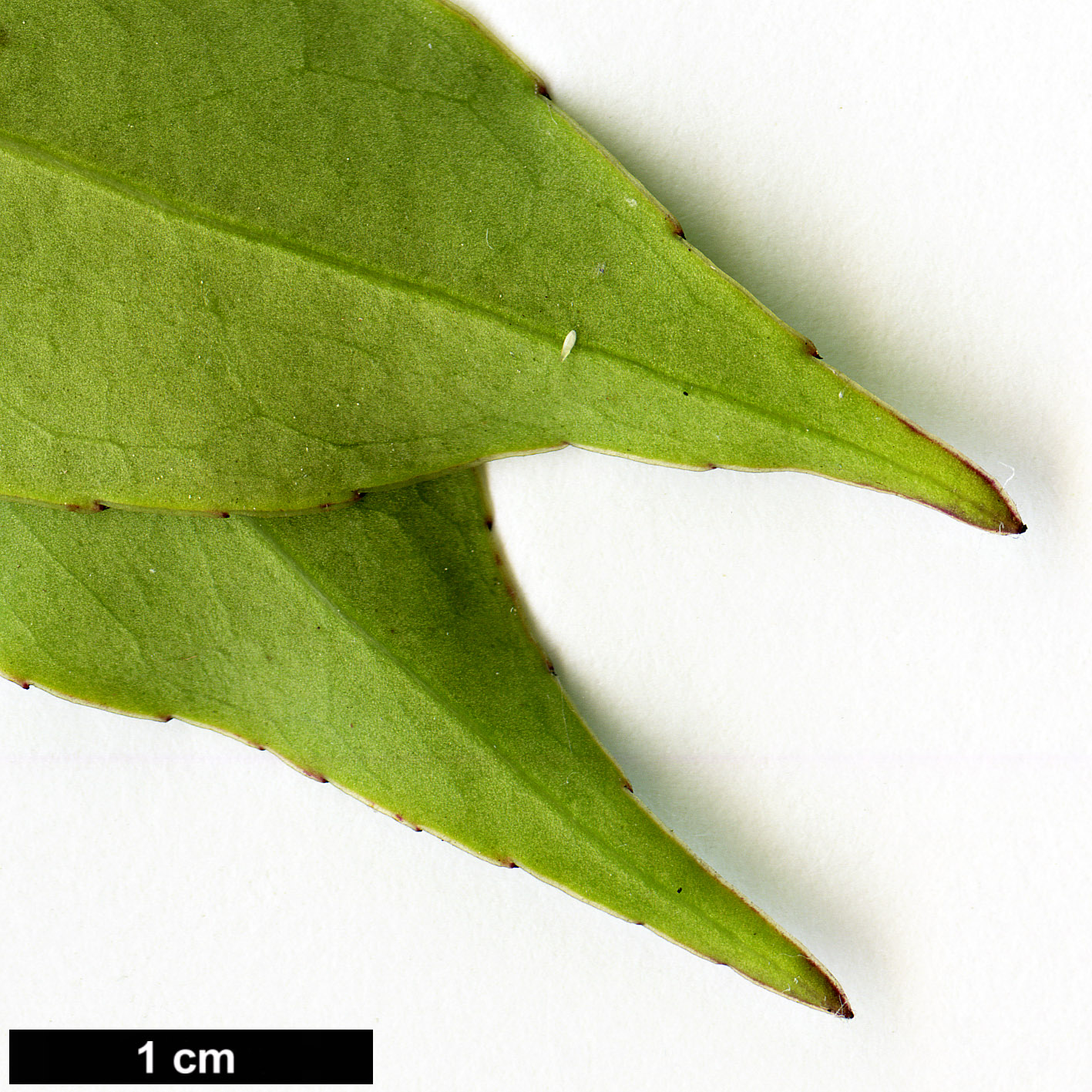 High resolution image: Family: Aquifoliaceae - Genus: Ilex - Taxon: fargesii - SpeciesSub: subsp. fargesii